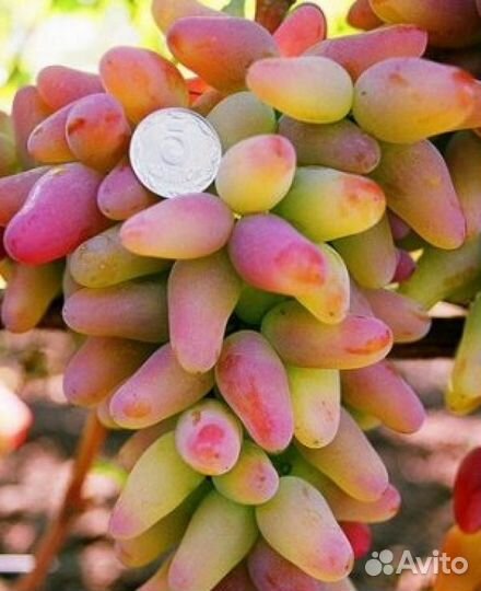 Элитный виноград саженцы. Ирга