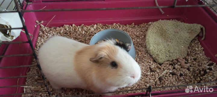 Морская свинка с клеткой