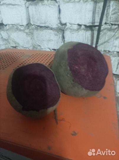 Свёкла сорт 