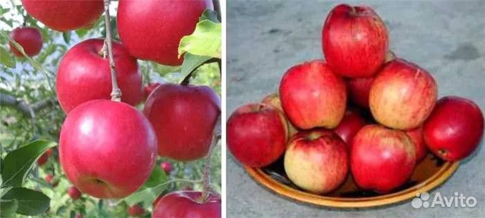 Саженцы яблони оптом М-9