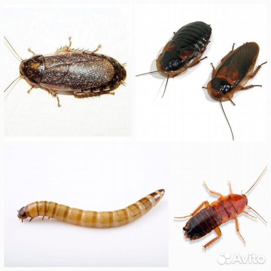 Кормовые насекомые