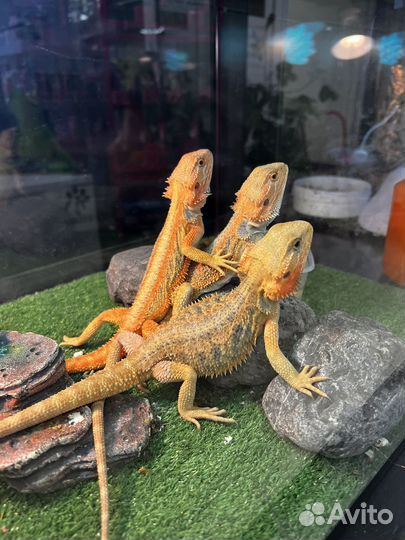 Бородатая агама