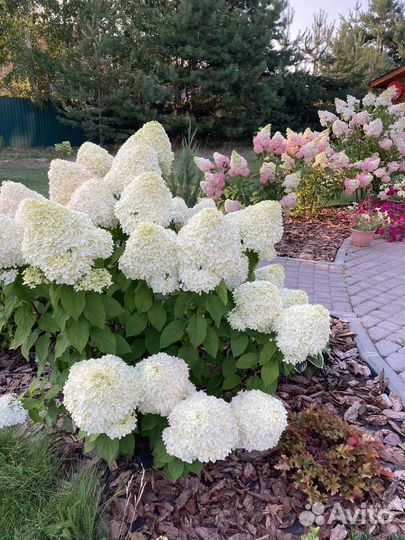 Гортензия метельчатая