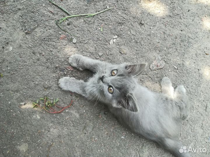 Отдам бесплатно