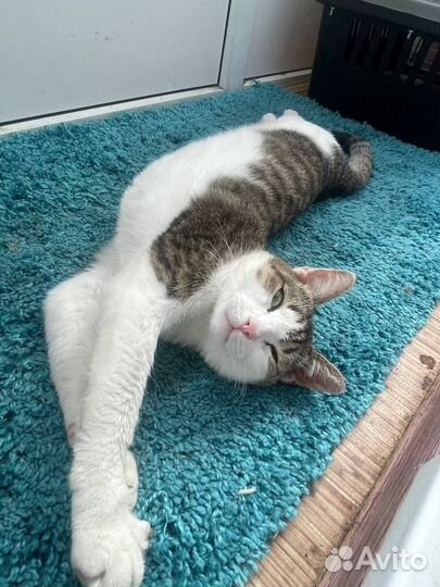 Котик