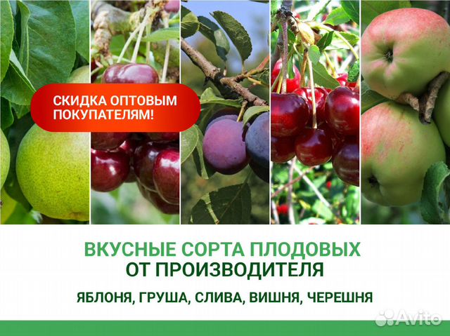 Саженцы деревьев плодовые купить в Воронеже | Товары для дома и дачи ...