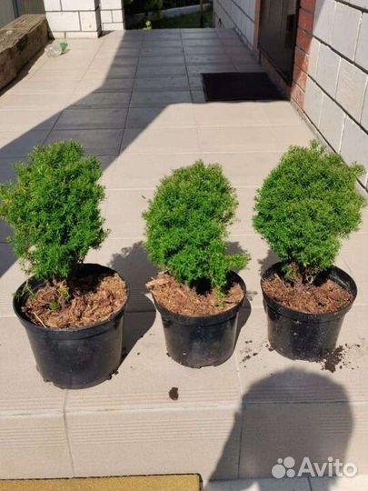 Туя, можжевельник, Ель,хвойники, кипарисовик