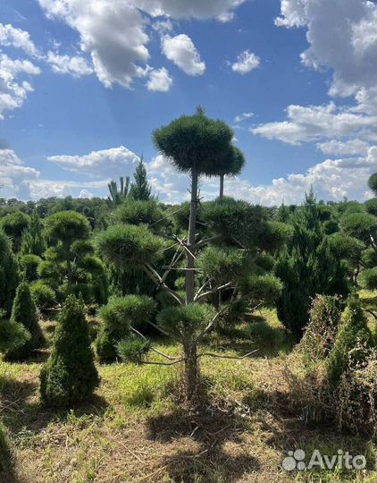 Можжевельник Блю Эрроу с гарантией приживаемости