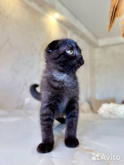 Шотландская вислоухая девочка