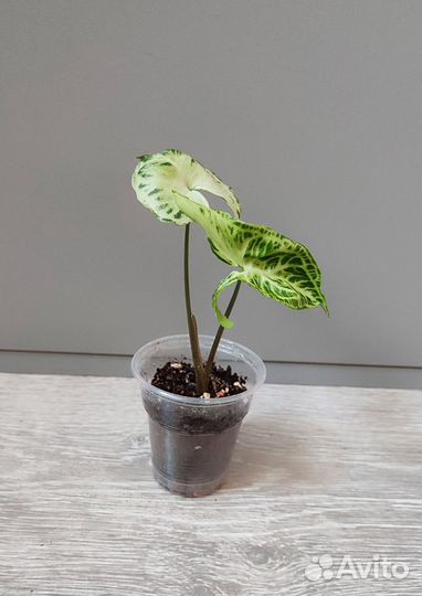 Сингониумы сортовые