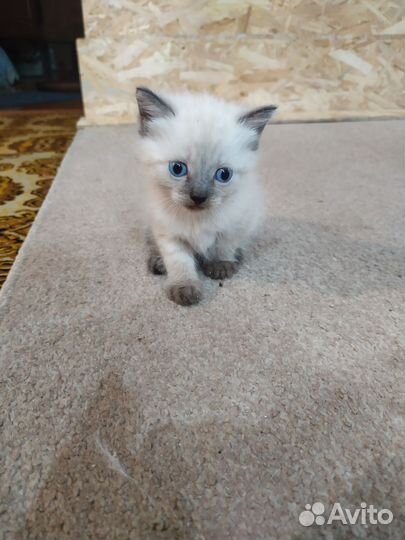 Кот и две кошечки