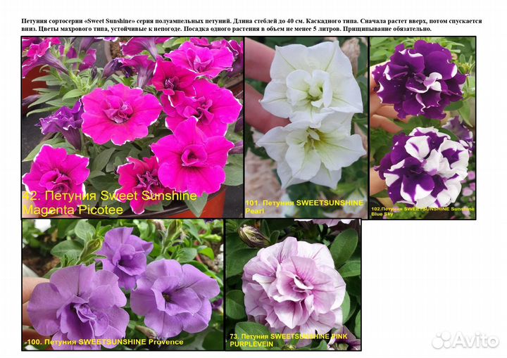 Вегетативная петуния и коллекционная мята