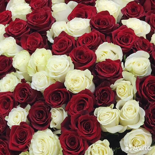 101 метровая роза красно-белая