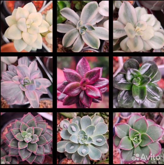Суккуленты (эчеверии, граптоверии и др.) #1