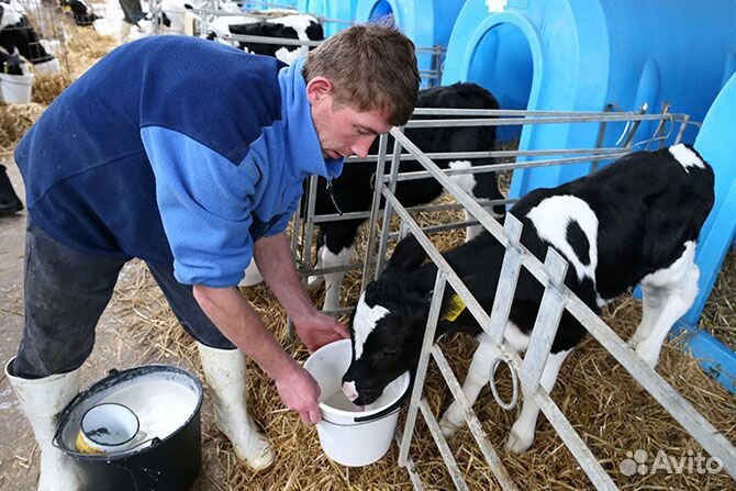 Работа скотник. Вахта Краснодарского края