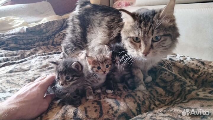Котята курильского бобтейла