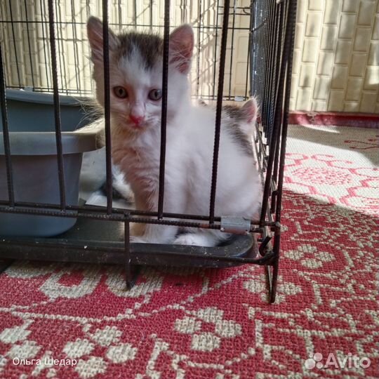 Котёнок мальчик 2,5 мес