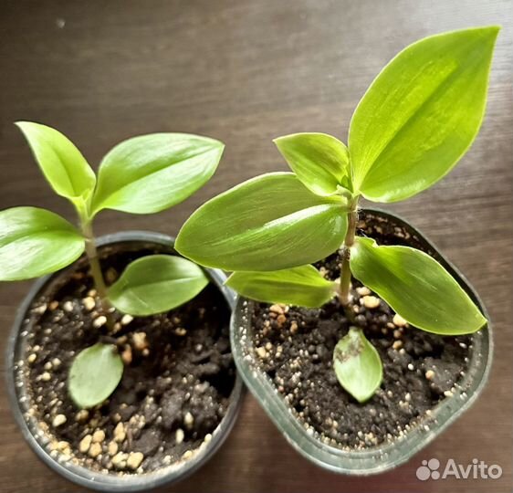 Традесканция