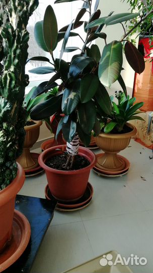 Зимний сад деревья цветы