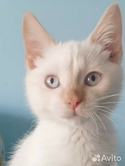 Котенок в добрые руки