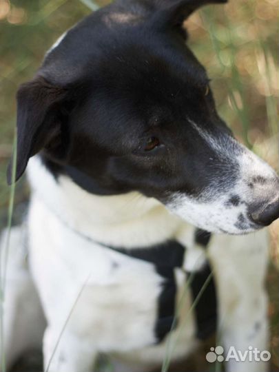 Профессиональный целовальщик Смоки