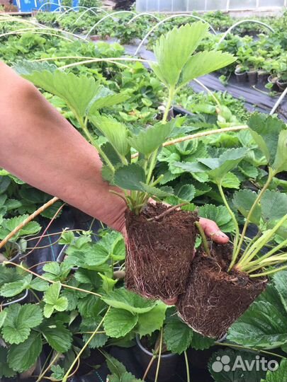 Рассада клубники (сортовая), август 23г