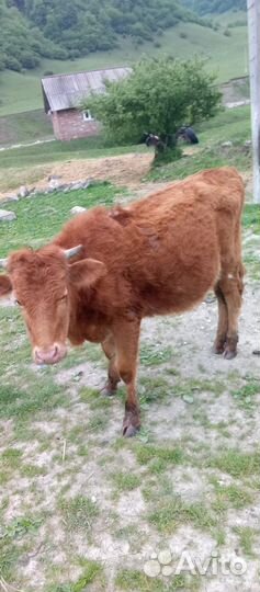 Корова дойная с теленком