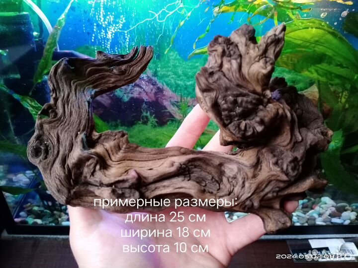 Коряга мопани