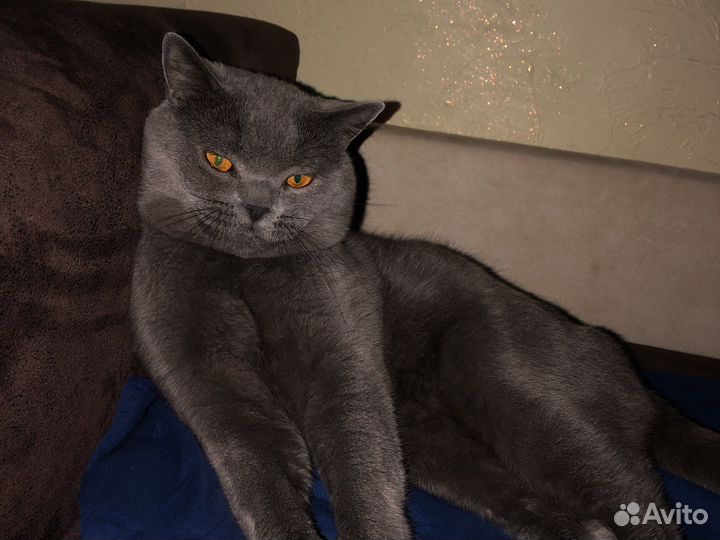 Британский кот вязка