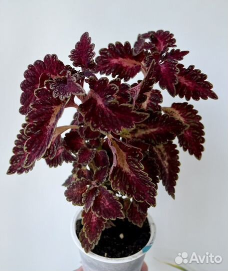 Каллизия, традесканция еллоу, колеус