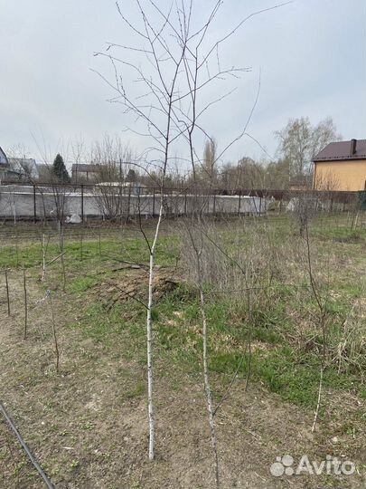 Саженцы березы