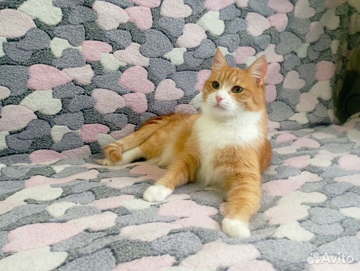 Котенок в хорошие руки