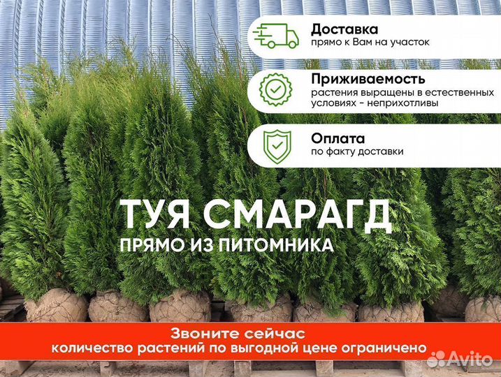 Туя оптом