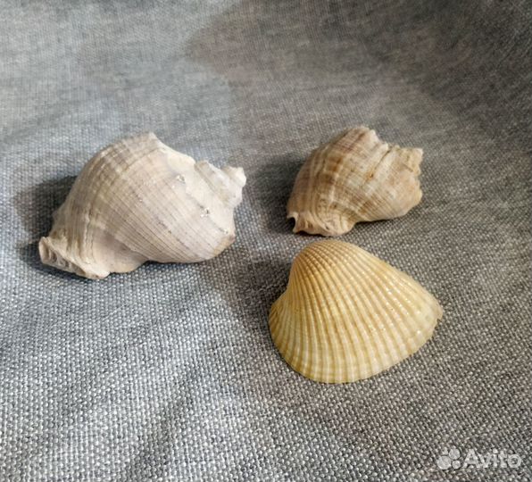 Морские ракушки