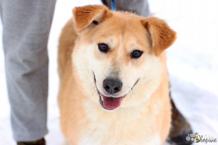 Собака-улыбака