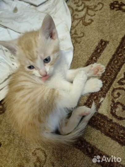 Котята в добрые руки 1 месяц и 1 неделя