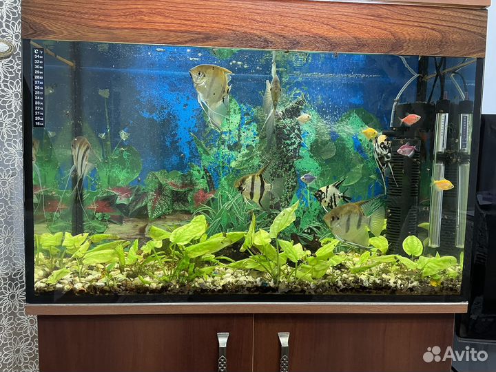 Аквариум с рыбками