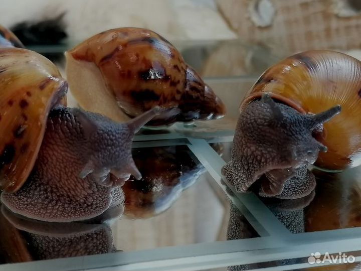 Передержка