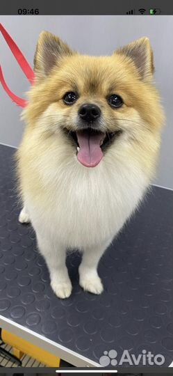 Шпиц вязка девочка