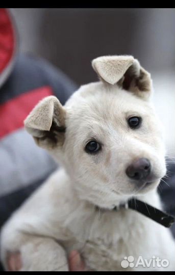 Щенок девочка Умка из монастыря в добрые руки