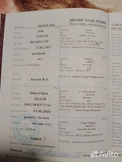 Западно сибирская лайка вязка