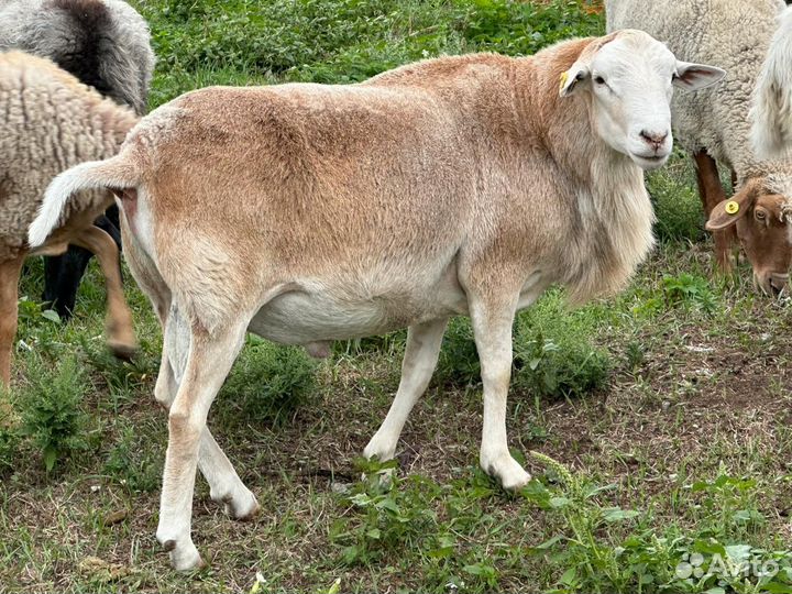 Катумские бараны