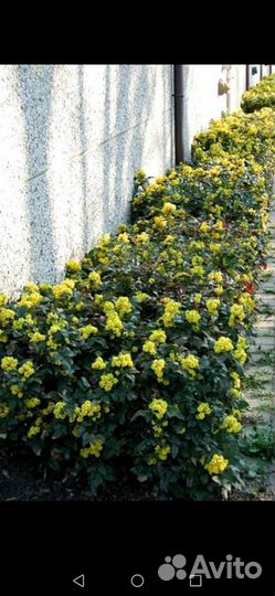 Магония падуболистная