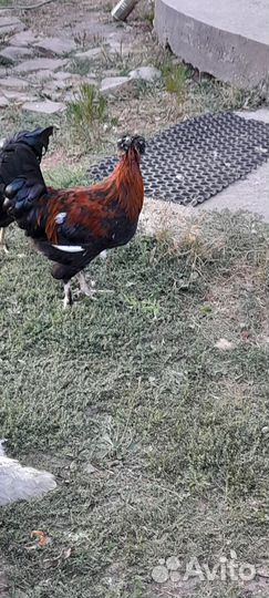 Петух брама