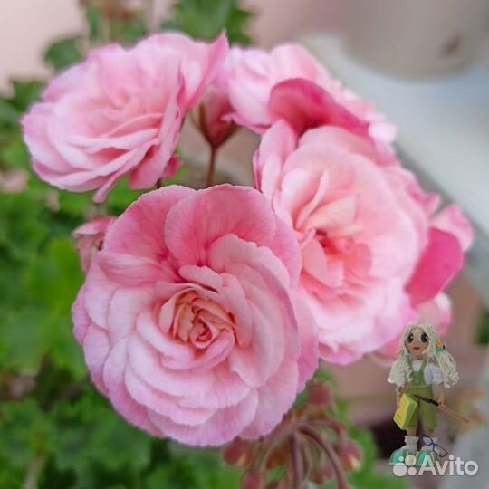 Пеларгония Леона Галактика