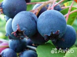 Ирга Канадская — Нортлайн, Смоуки, Тиссен, Хонивуд