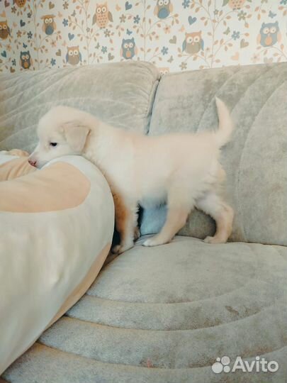 Щенок мальчик