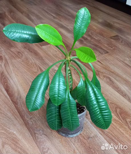 Молочай беложильчатый