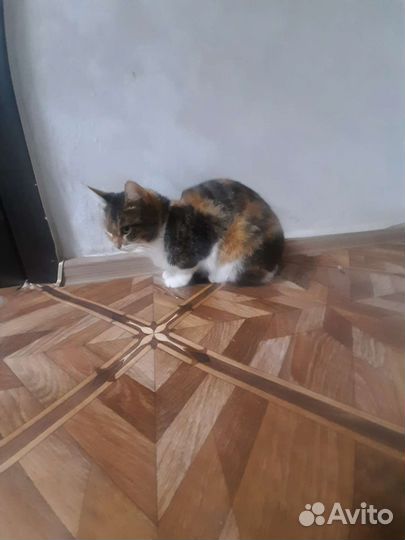 Кошки в добрые руки