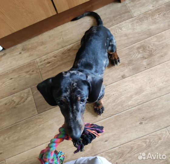 Передержка собак и выгул в районе Ховрино